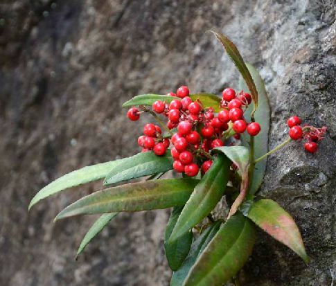 百两金（紫金牛科紫金牛属植物）