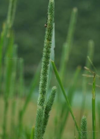 梯牧草属