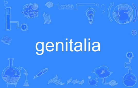 genitalia（英语单词）