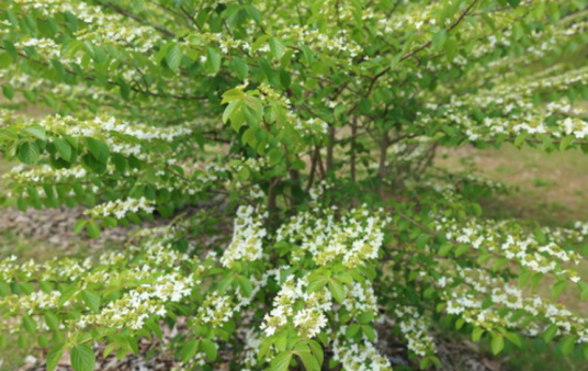 蝶花荚蒾