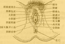 会阴痒