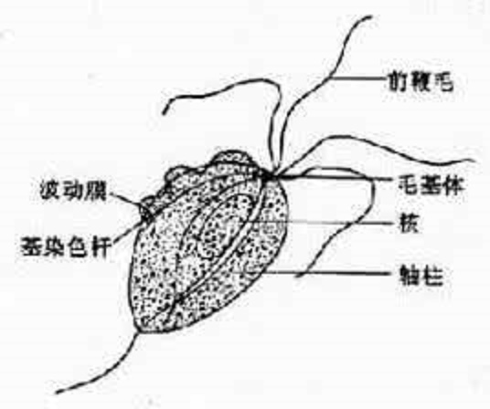 阴道毛滴虫