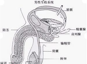 阴囊潮湿有异味