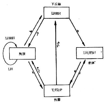 下丘脑-垂体-卵巢轴