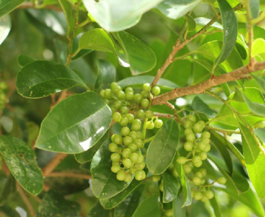 五月茶（中药）