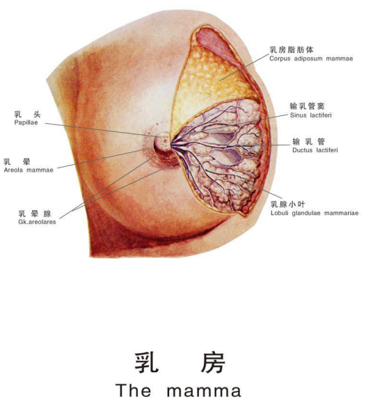 乳腺增生结节