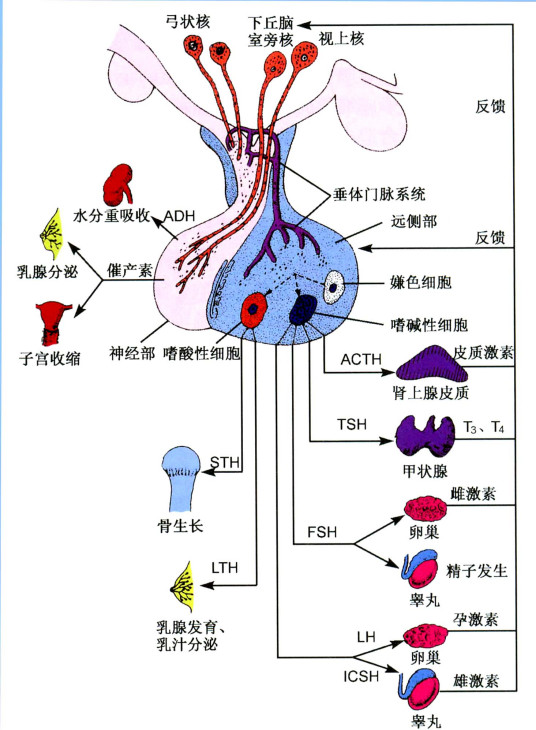 内分泌不孕