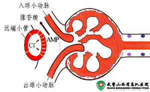 尿隐血阳性