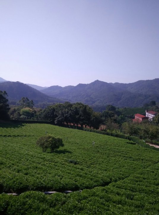 梅州市梅县区雁南飞茶田度假村