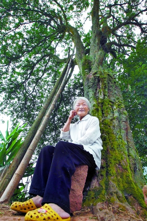 桂花树之恋