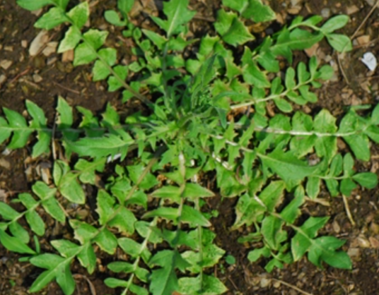 荠（十字花科荠属植物）