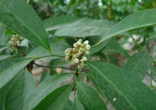 山小橘（芸香科山小橘属植物）