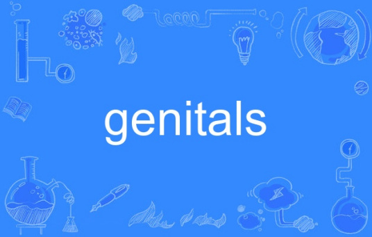 genitals