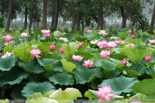 映日荷花（成都合力达建设项目）