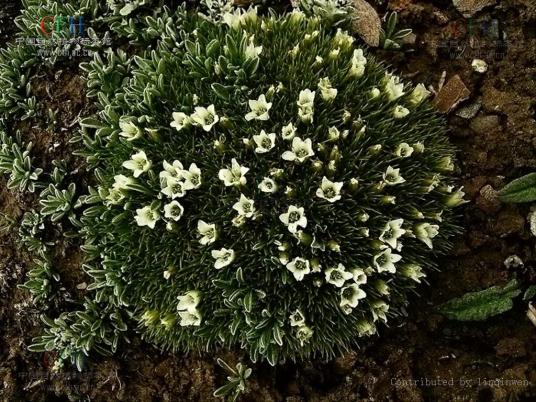 雪灵芝（石竹科无心菜属植物）