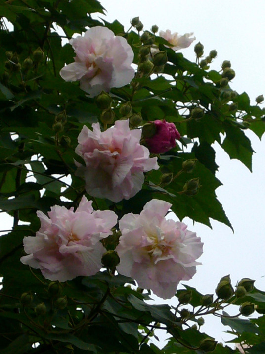 木芙蓉花（中药）