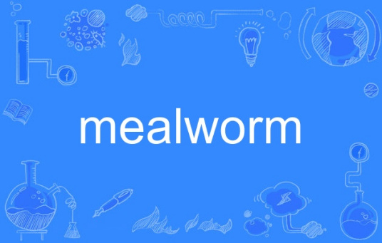 mealworm