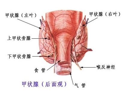 甲状腺不足