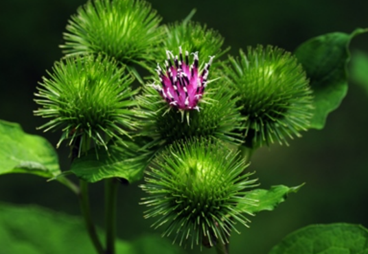 牛蒡（菊科牛蒡属植物）