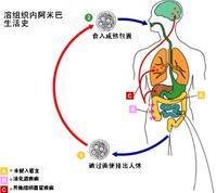 溶组织内阿米巴