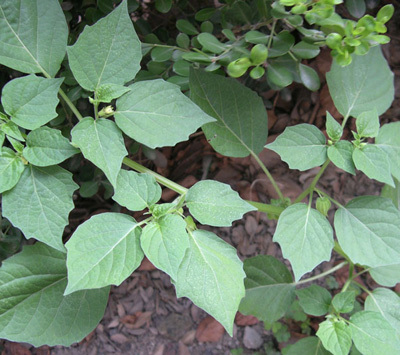 苦蘵（茄科酸浆属植物）