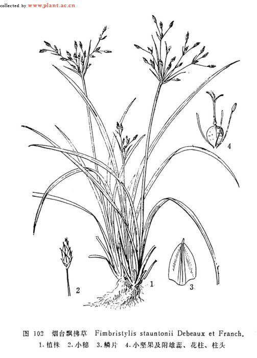 烟台飘拂草