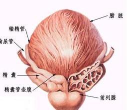 前列腺不育