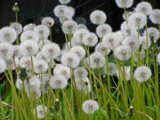 蒲公英（菊科蒲公英属植物）