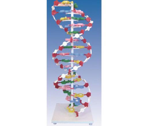 DNA双螺旋结构模型