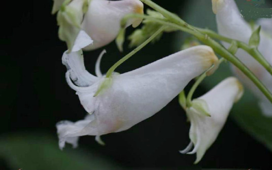 白花凤仙花