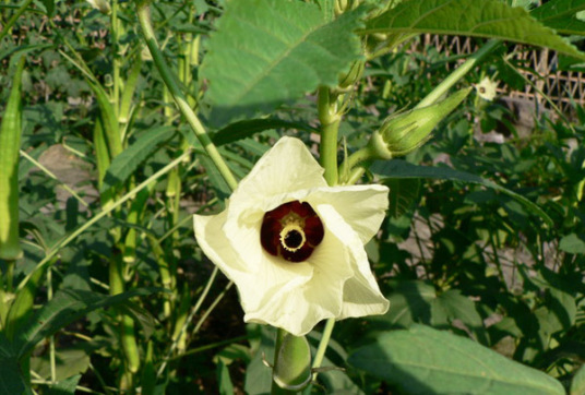 金蓉花（植物名）