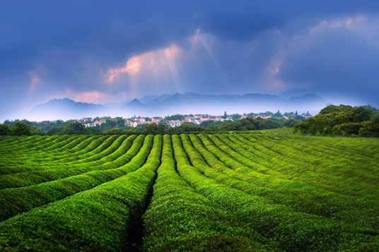 敬亭山茶场