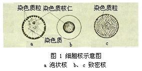 鞭毛总纲