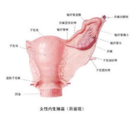 左侧卵巢囊肿