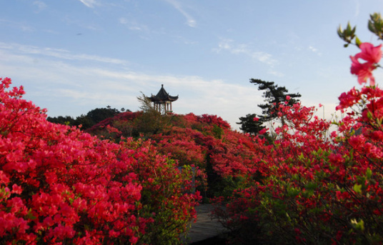 五朵金花（湖北麻城地方旅游品牌）