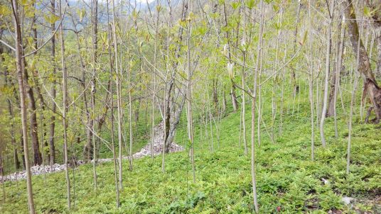 桃花村（绵阳市北川县桃龙乡桃花村）