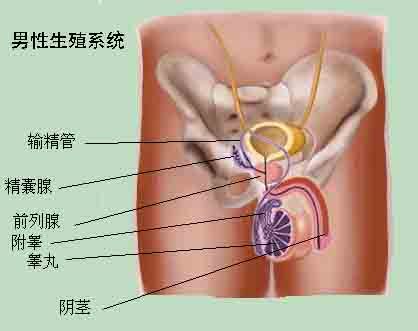 慢性睾丸炎