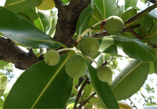 红厚壳（红厚壳科红厚壳属植物）