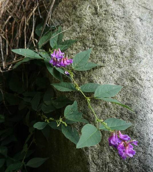 歪头菜（豆科野豌豆属植物）