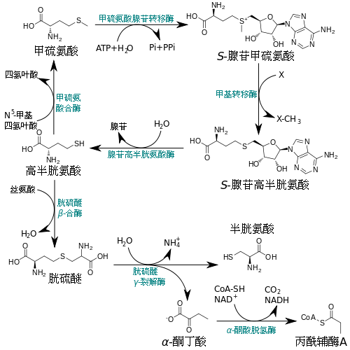 同型半胱氨酸代谢
