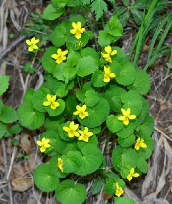 双花堇菜（中药名）