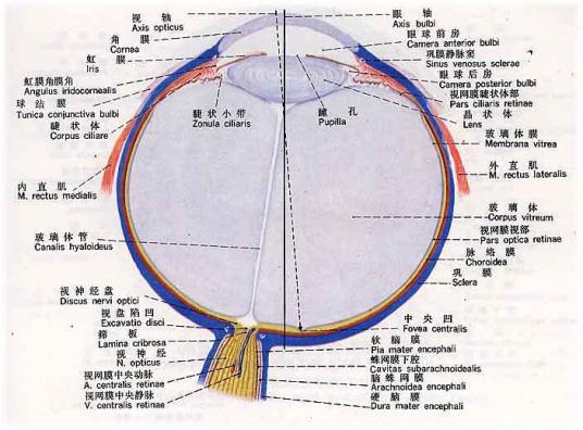 玻璃体（人体眼球组织）