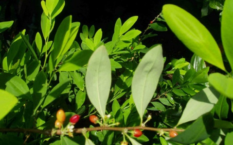 高根（蔷薇科古柯属植物）