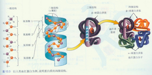 蛋白质变性作用