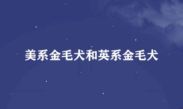 美系金毛犬和英系金毛犬