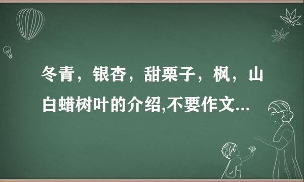 冬青，银杏，甜栗子，枫，山白蜡树叶的介绍,不要作文，要介绍，比如：生长在哪。。。。。。