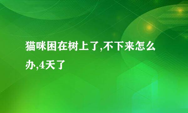 猫咪困在树上了,不下来怎么办,4天了