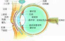 眼睛正常是什么颜色？