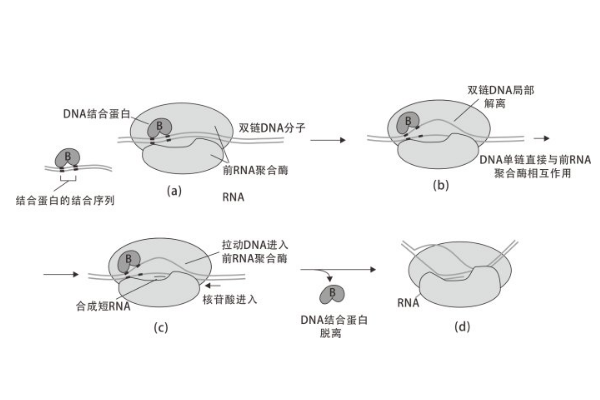 rna聚合酶的作用位点和结合位点有什么区别