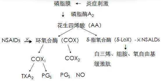 白三烯的简介